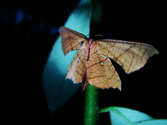 Belonoptera phyllula