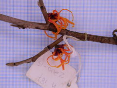 Hamamelis × intermedia