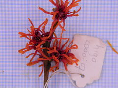 Hamamelis × intermedia