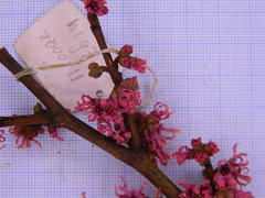 Hamamelis × intermedia