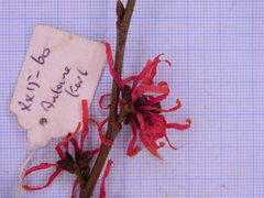 Hamamelis × intermedia