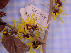 Hamamelis × intermedia