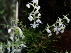 Phymatidium delicatulum