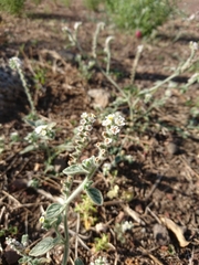 Heliotropium rotundifolium