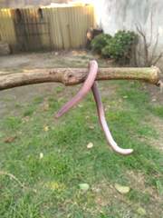 Amphisbaena darwinii