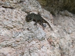 Sceloporus aureolus