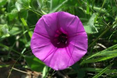 Ipomoea crassipes