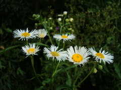 Leptostelma maximum