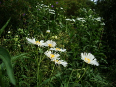 Leptostelma maximum