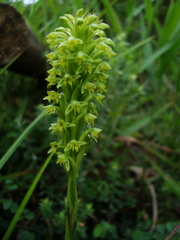 Habenaria parviflora