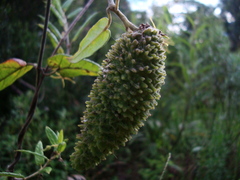 Oxypetalum wightianum
