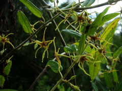 Oxypetalum wightianum