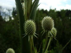 Eryngium eburneum
