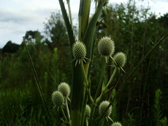 Eryngium eburneum