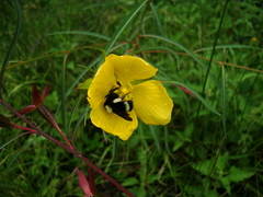 Ludwigia longifolia