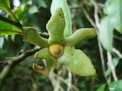 Guatteria australis