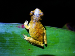 Dendropsophus microps