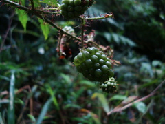 Rubus erythrocladus