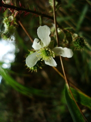 Rubus erythrocladus