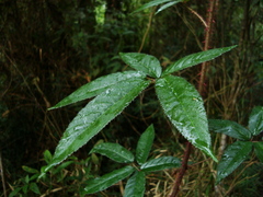 Rubus erythrocladus