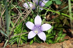 Craterocapsa tarsodes