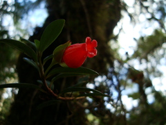Nematanthus australis