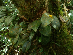 Acianthera luteola