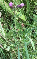 Cirsium arvense