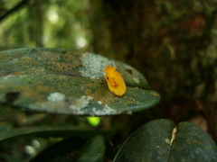 Acianthera luteola