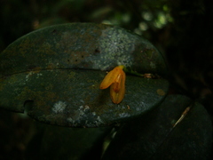 Acianthera luteola