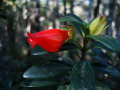 Nematanthus australis