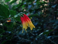 Justicia floribunda