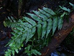 Hymenasplenium triquetrum
