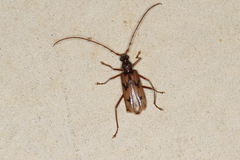 Phoracantha acanthocera