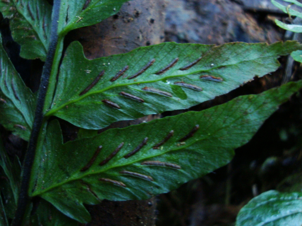 Hymenasplenium triquetrum