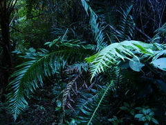 Neoblechnum brasiliense