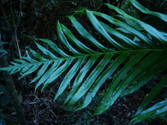 Neoblechnum brasiliense