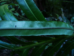 Neoblechnum brasiliense