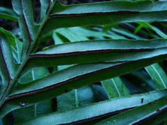 Neoblechnum brasiliense