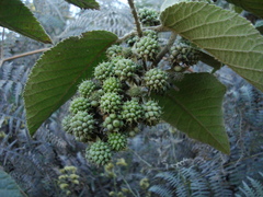Rubus brasiliensis