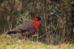 Tragopan satyra