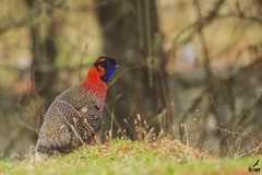 Tragopan satyra