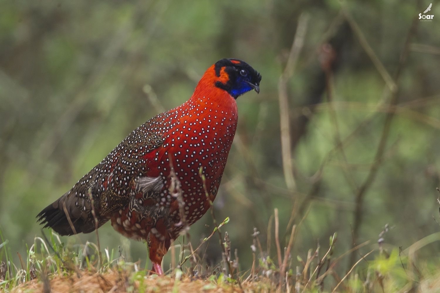 crimson horned pheasant