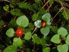 Nertera dichondrifolia
