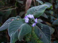 Coccocypselum lanceolatum