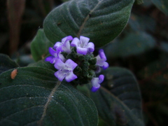 Coccocypselum lanceolatum