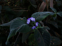 Coccocypselum lanceolatum