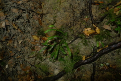 Notogrammitis ciliata