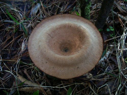 Panus velutinus