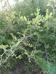 Ziziphus lotus